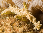Photo: O. Lederman; see it in Sea Slug Forum